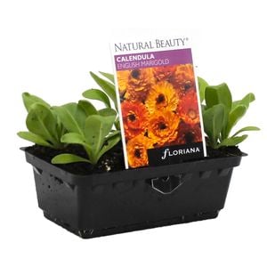 Calendula English Marigold Punnet - Calendula officinalis