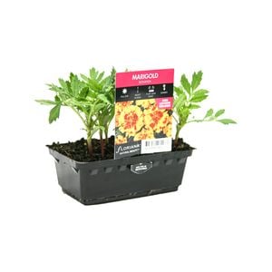 Punnet Marigold Bonanza Natural Beauty Range - Tagetes patula