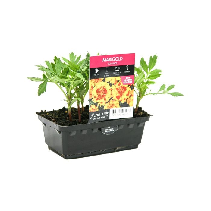 Punnet Marigold Bonanza Natural Beauty Range - Tagetes patula
