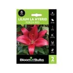 Bloomin Bulbs Lilium Forza Red - 2 Pack