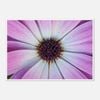 Galrie Vibrant Violet Pollen Fine Art Prints for Home Decor, Poster Only, A2 42 x 60cm (16 x 24inch)