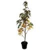 8.5L Sweet Gum Worplesdon - Liquidambar worplesdon