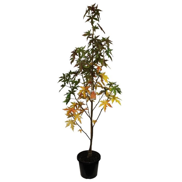 8.5L Sweet Gum Worplesdon - Liquidambar worplesdon