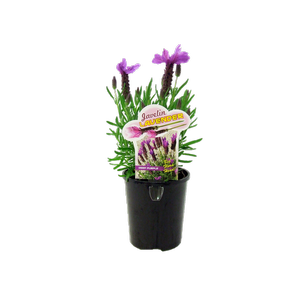 1.5L Lavender Javelin Deep Purple - Lavandula