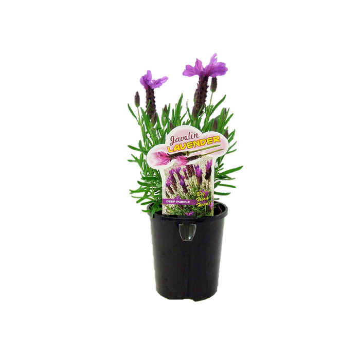 1.5L Lavender Javelin Deep Purple - Lavandula