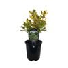 1.9L Coprosma Gold Splash - Coprosma repens Gold Splash
