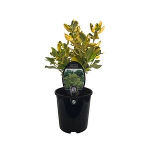 1.9L Coprosma Gold Splash - Coprosma repens Gold Splash