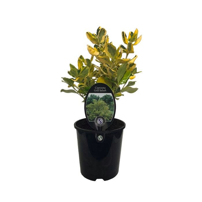 1.9L Coprosma Gold Splash - Coprosma repens Gold Splash