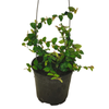 2.5L Climbing Fig - Ficus Pumila