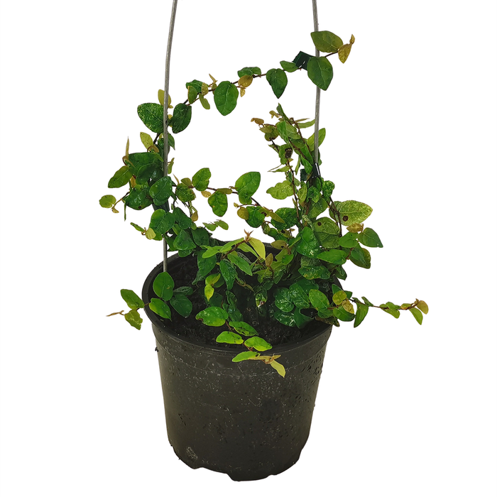2.5L Climbing Fig - Ficus Pumila