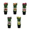 150mm Fiesta Flower Bulbs - Tulipa gesneriana