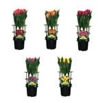 150mm Fiesta Flower Bulbs - Tulipa gesneriana