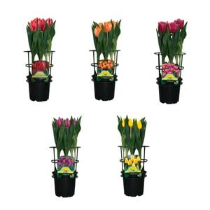 150mm Fiesta Flower Bulbs - Tulipa gesneriana