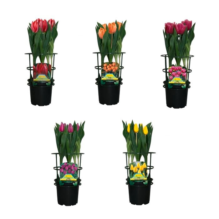 150mm Fiesta Flower Bulbs - Tulipa gesneriana