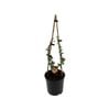 2.5L Flowering Quinces Assorted - Chaenomeles
