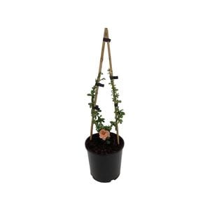 2.5L Flowering Quinces Assorted - Chaenomeles