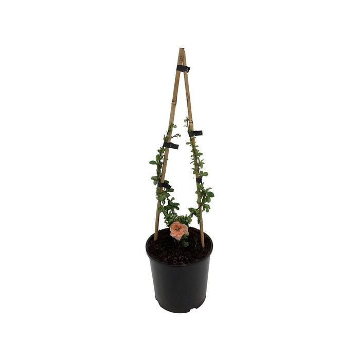 2.5L Flowering Quinces Assorted - Chaenomeles