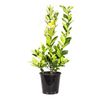 250mm Meyer Lemon - Citrus limon × sinensis