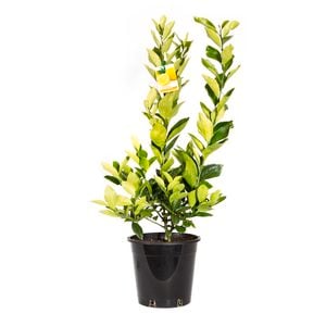 250mm Meyer Lemon - Citrus limon × sinensis