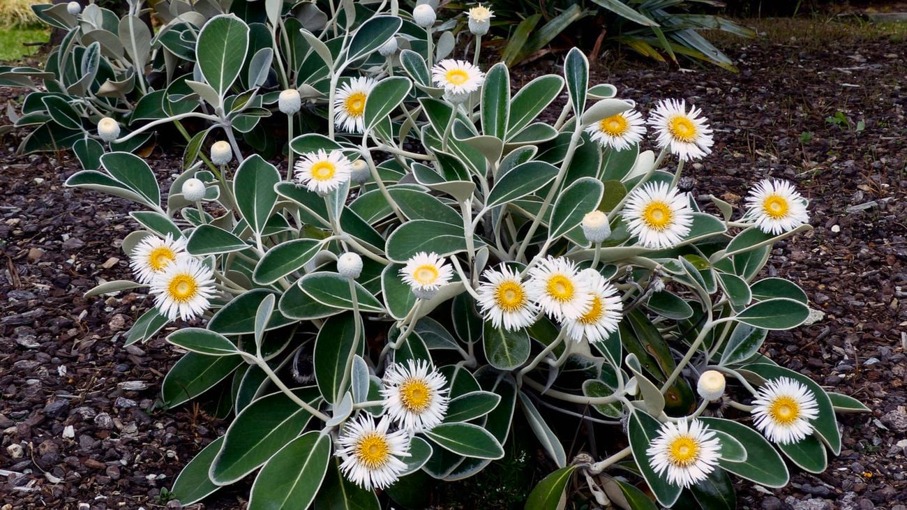 Close up of lots of Marlborough Rock daisy flowers with white leaves and yellow centres