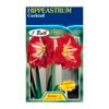60mm Hippeastrum Cocktail