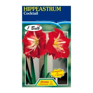 60mm Hippeastrum Cocktail