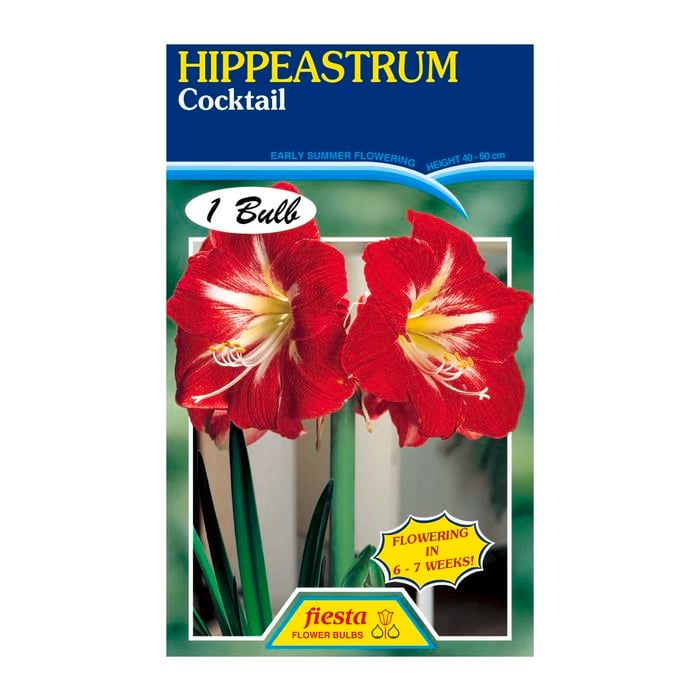 60mm Hippeastrum Cocktail