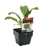 100mm Artichoke - Cynaria scolymus