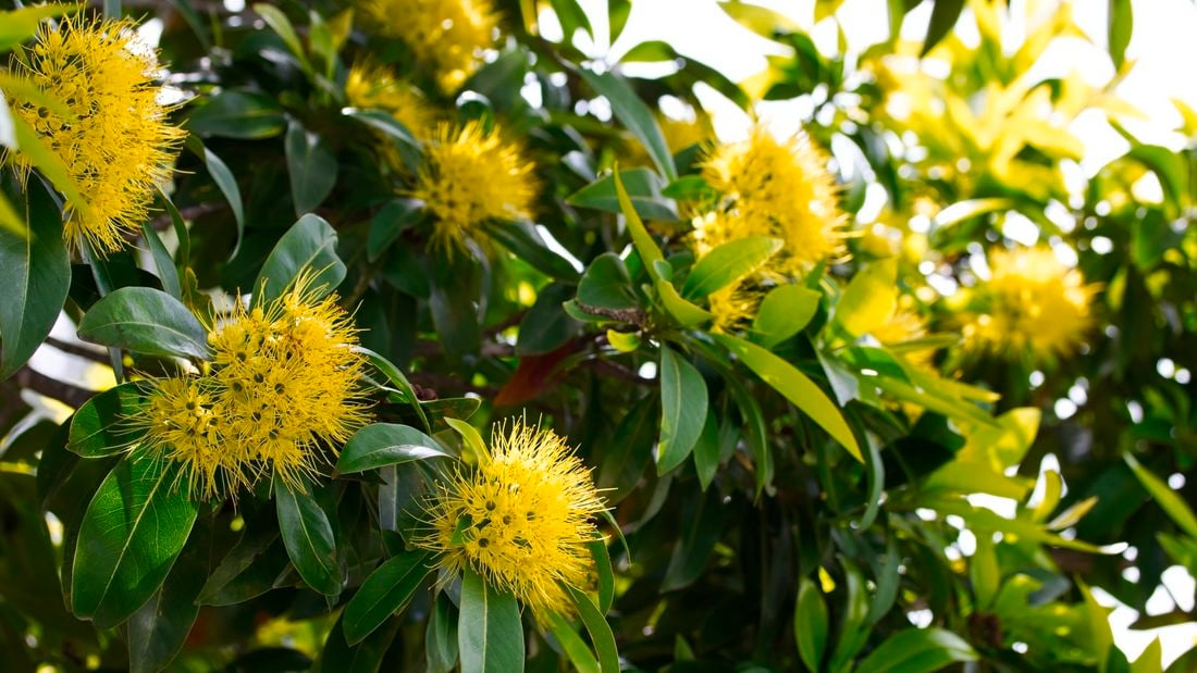 Yellow flowers of the golden penda plant in a garden