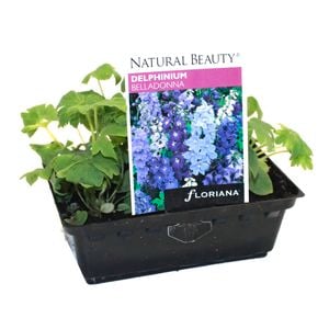 Delphinium Belladonna Punnet - Delphinium x bellabonna