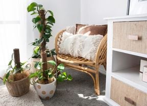 Devil's Ivy plant in an indoor setting next to a wicker chair and white cushion.