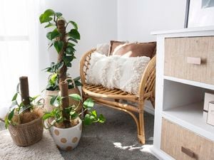Devil's Ivy plant in an indoor setting next to a wicker chair and white cushion.
