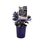140mm Desert Black - Sedum