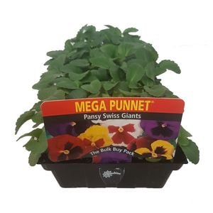 Punnet Pansy Swiss Giants - Viola wittrockiana