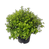 10L Pittosporum Golf Ball - Pittosporum tenuifolium