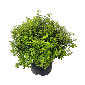 10L Pittosporum Golf Ball - Pittosporum tenuifolium