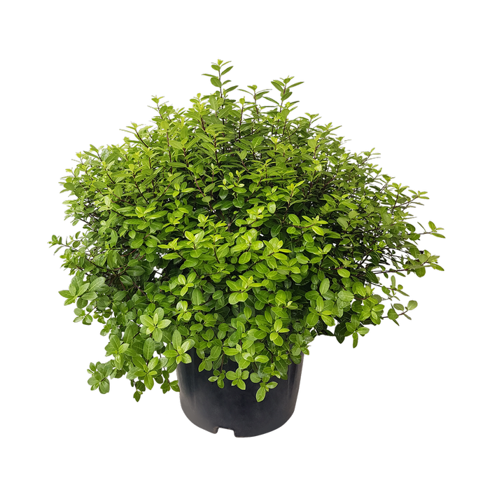 10L Pittosporum Golf Ball - Pittosporum tenuifolium