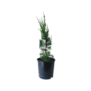 200mm Spartan Conifer- Juniperus chinensis Spartan