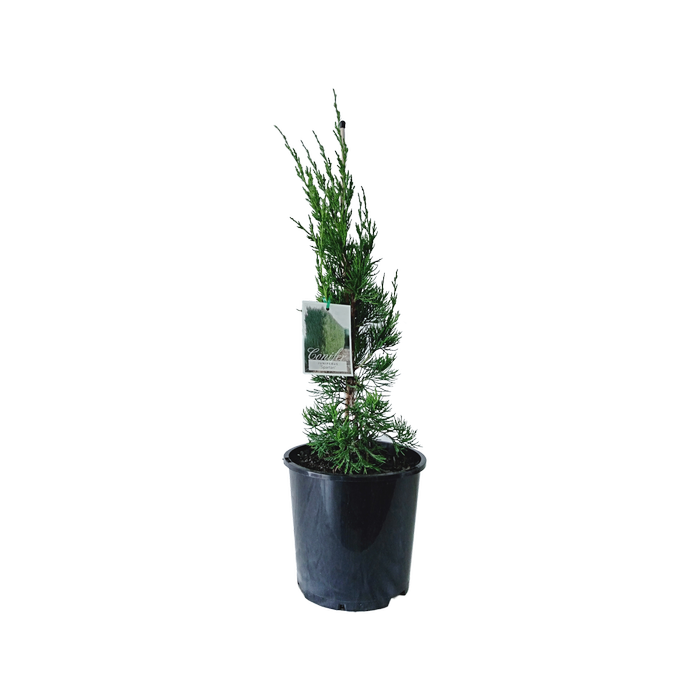 200mm Spartan Conifer- Juniperus chinensis Spartan