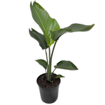 200mm White Bird Of Paradise - Strelitzia nicolai