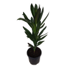 6L Cordyline - Cordyline stricta Showoff