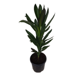 6L Cordyline - Cordyline stricta Showoff