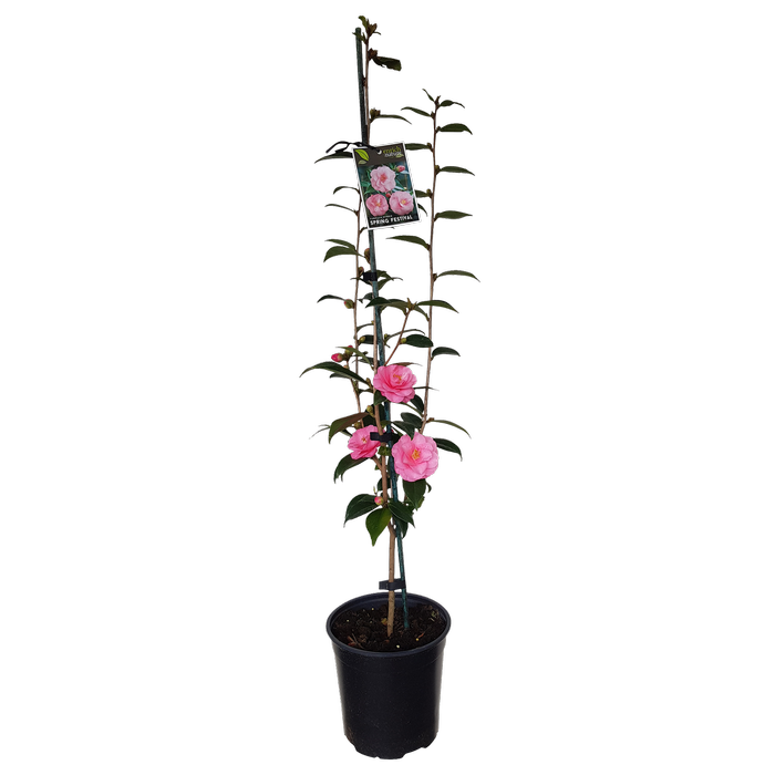 2L Camellia Spring Festival - Camellia hybrid