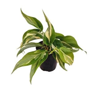 70mm Rio - Philodendron hederaceum
