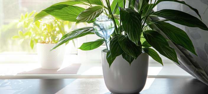 Peace lilies in a pot inside a house with a window behind