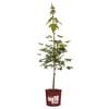 200mm Autumn Blaze Maple - Acer rubrum Jeffersred