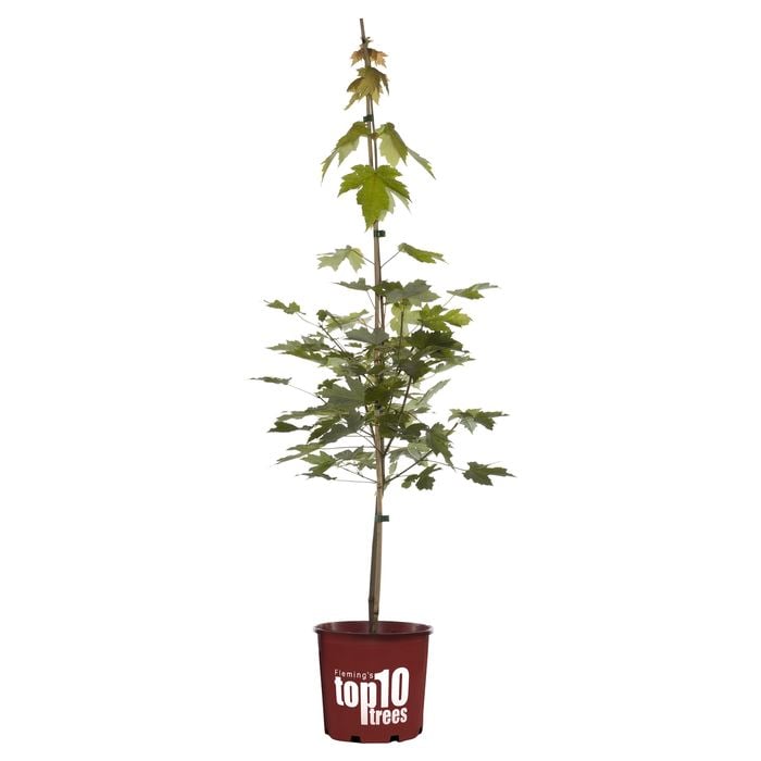 200mm Autumn Blaze Maple - Acer rubrum Jeffersred