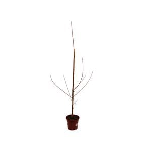 250mm Maple Autumn Blaze - Acerxfreemanii Jeffersred