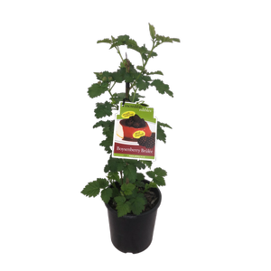 3L Boysenberry Brulee - Rubus ursinus x idaeus - Incredible Edibles Range