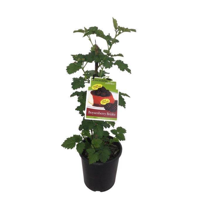 3L Boysenberry Brulee - Rubus ursinus x idaeus - Incredible Edibles Range